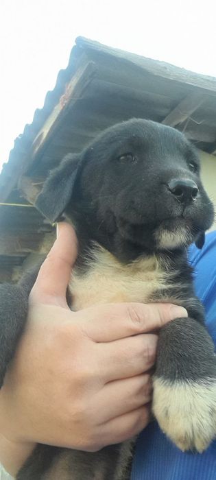 Щенки лабрадора смашаные