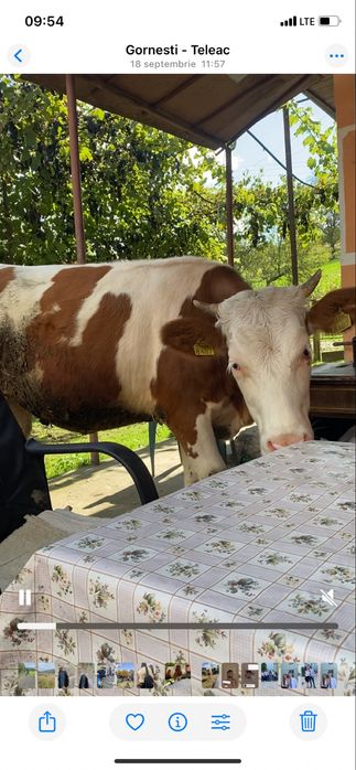 Vand vtea un an si sase luni