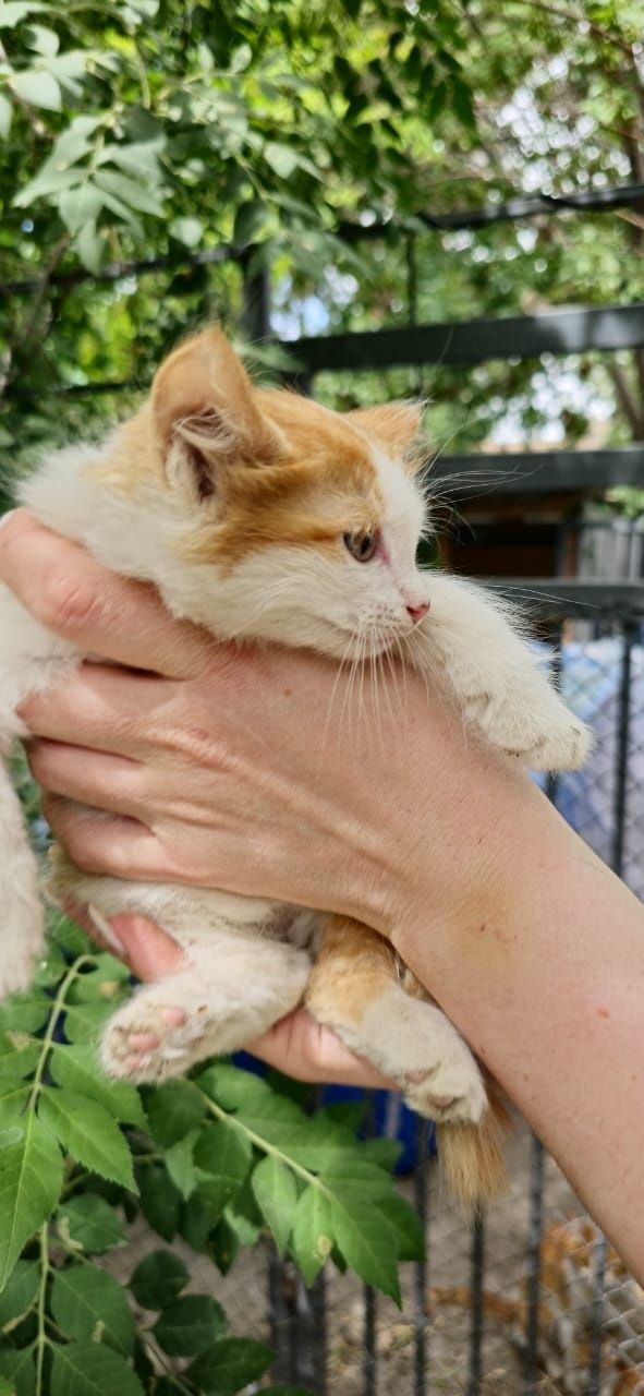 Котята  рыжие милые