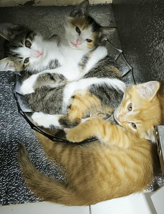 Отдам котят в хорошие руки