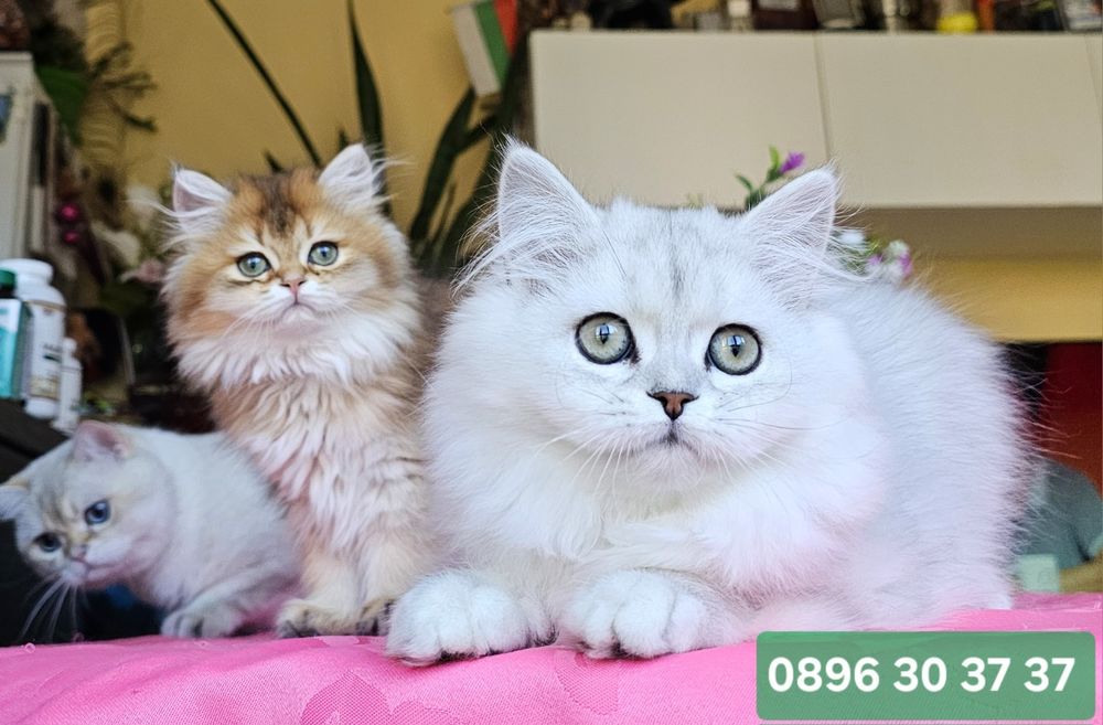 Дългокосмести котенца