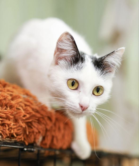 Мелкая стерильная ласковая кошечка Милаша с паспортом и  с доставкой