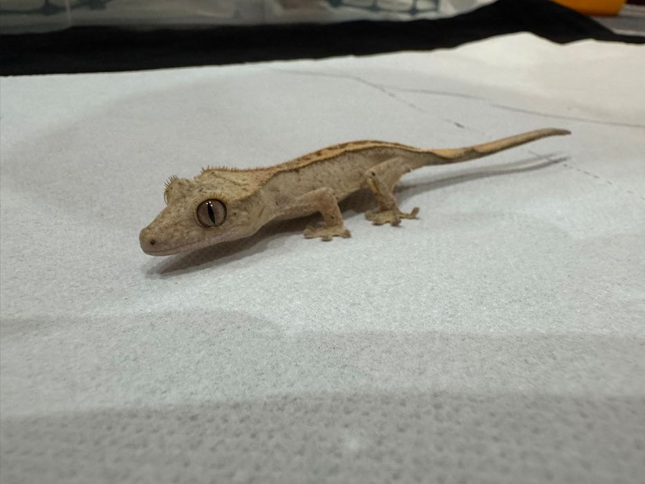 Pangea, mancare pentru Crested Gecko (pui de vanzare)