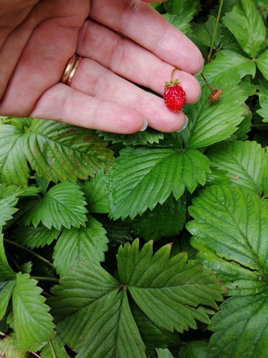 Продавам разсад горска ягода