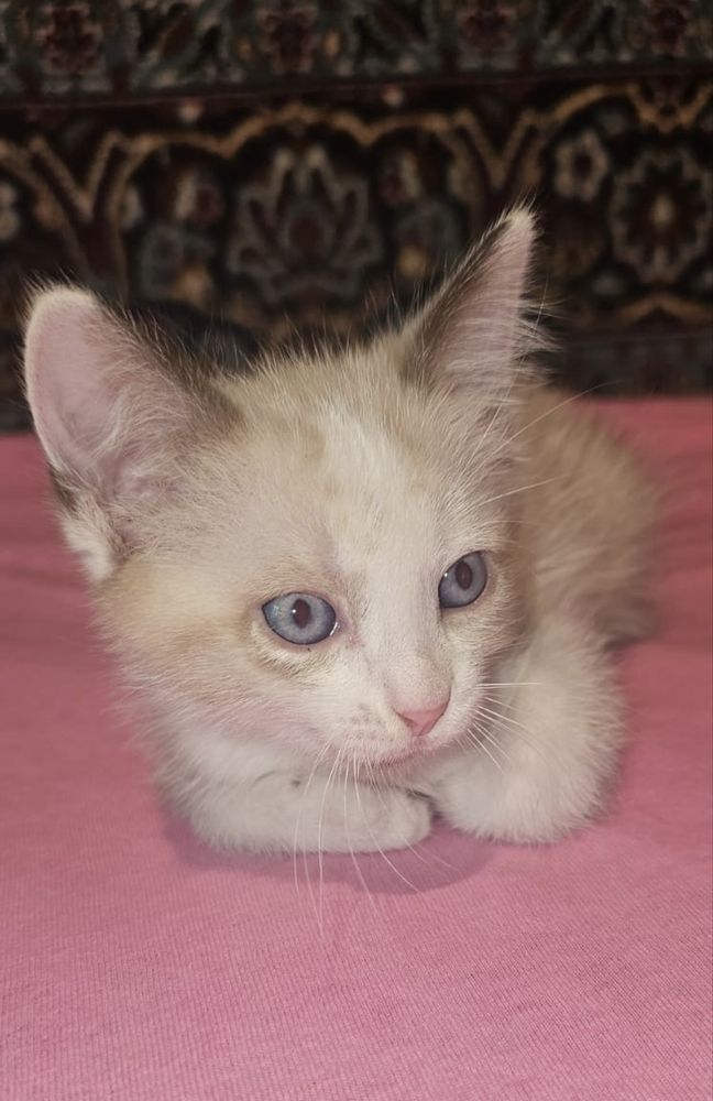 Отдам котят только в любящие руки