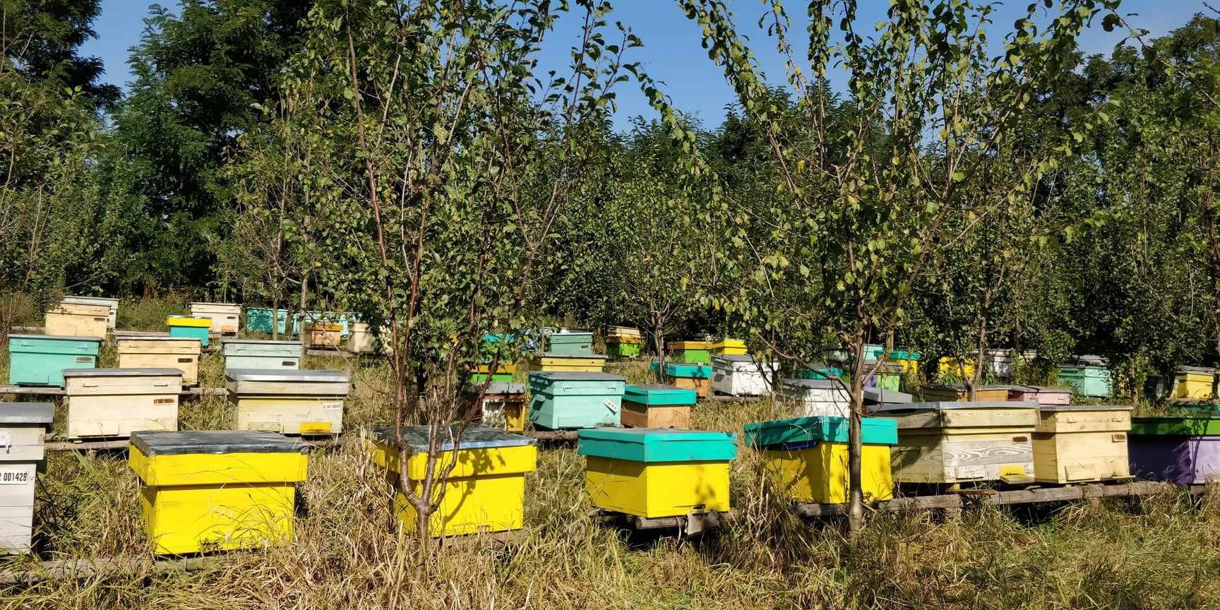 Vând puiet cu albina acoperitoare , la alegere