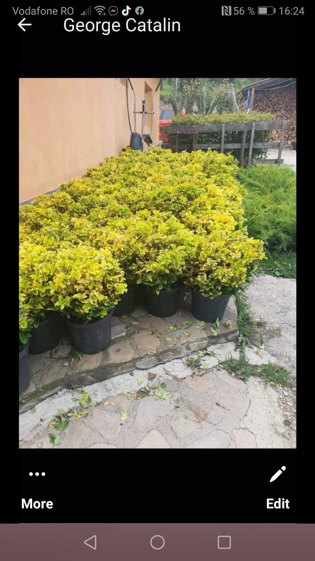 Amenajâm spatii verzi plante ornametale