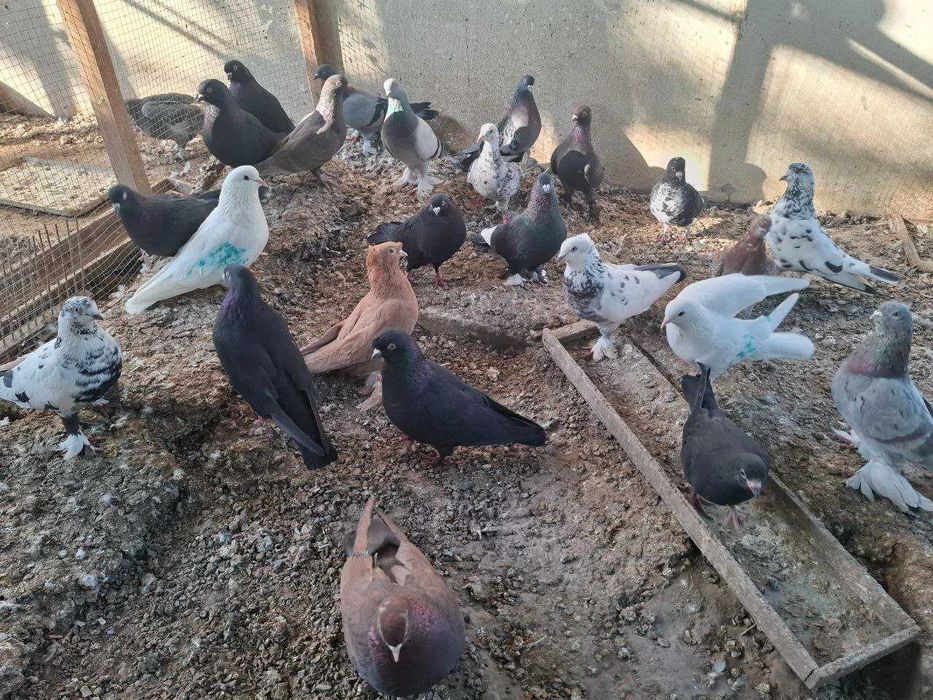 РАСПРОДАЖА ГОЛУБЕЙ: бакинцы, туркмены, чалкары, сычи и др.