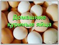 Домашние свежие яйца- 650 тнг, доставка бесплатно