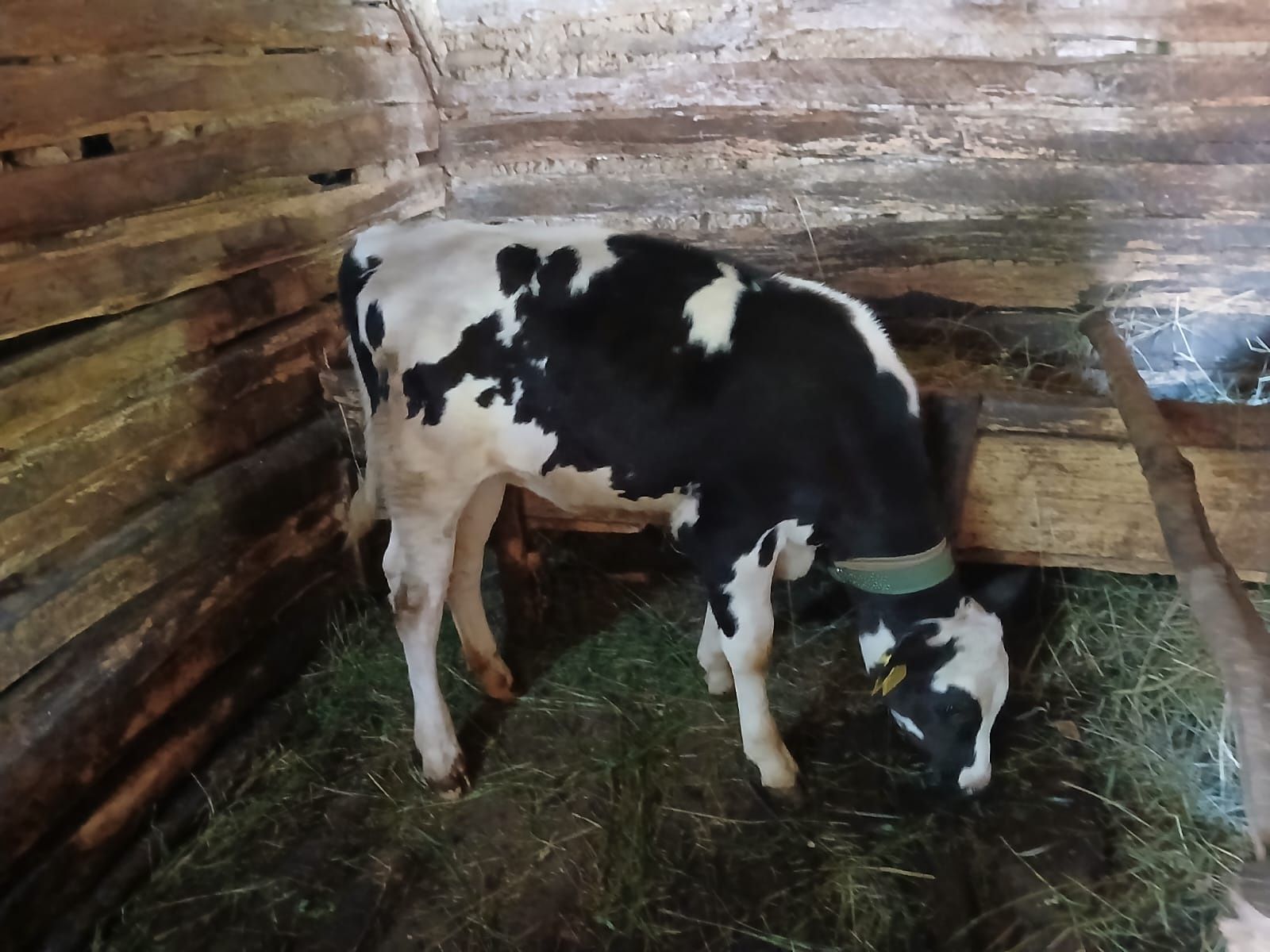 Vând vitea holstein