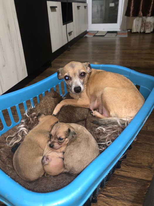 Пясъчни Мини Пинчери