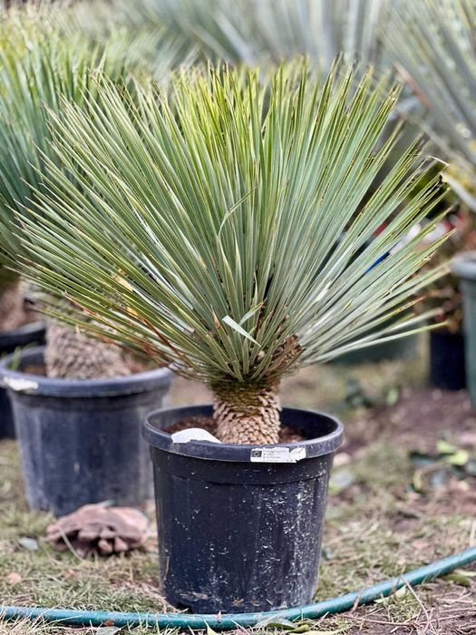 Plante ornamentale variate pentru grădini spectaculoase