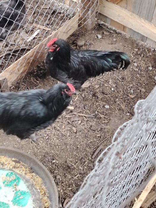 Vând cocos austrolop