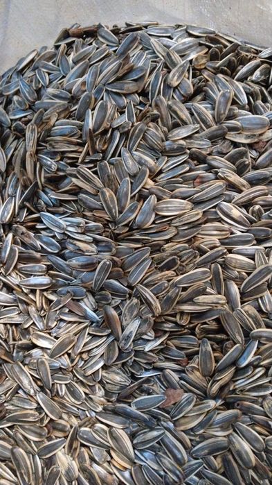 Продам Семечки жареные