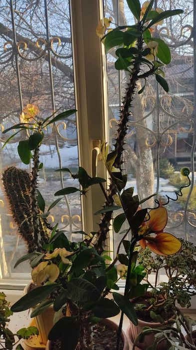 Молочай Миля продам