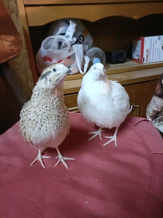 Prepelițe Jumbo Gold și Gigant Polare