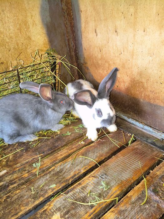 Fluture german de vânzare