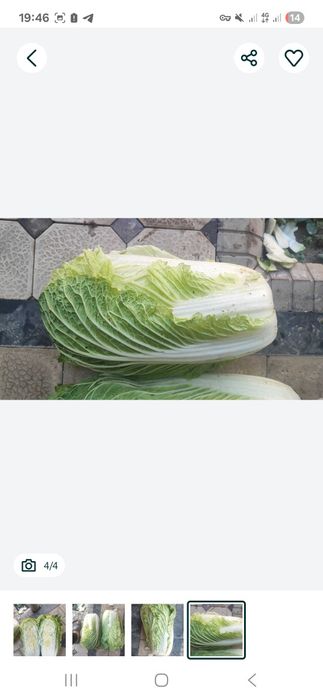 Chimchi sotiladi daladan