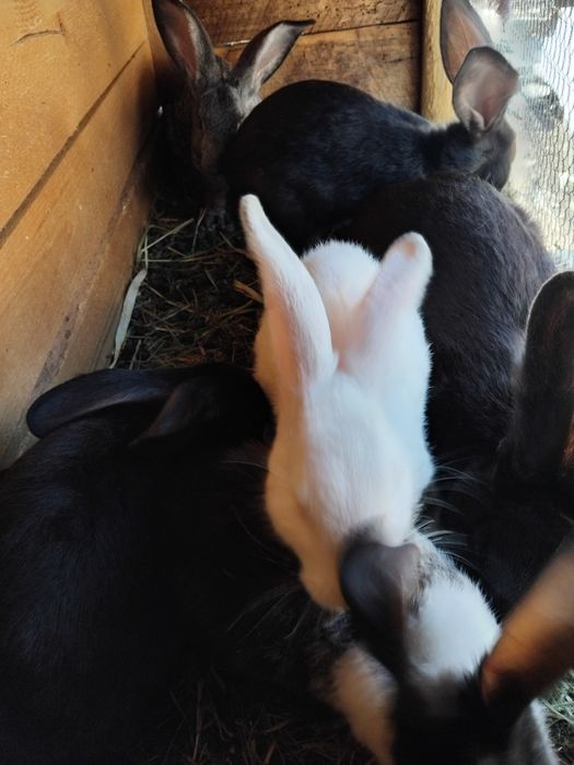 Iepuri uriaș belgian metiși cu ug