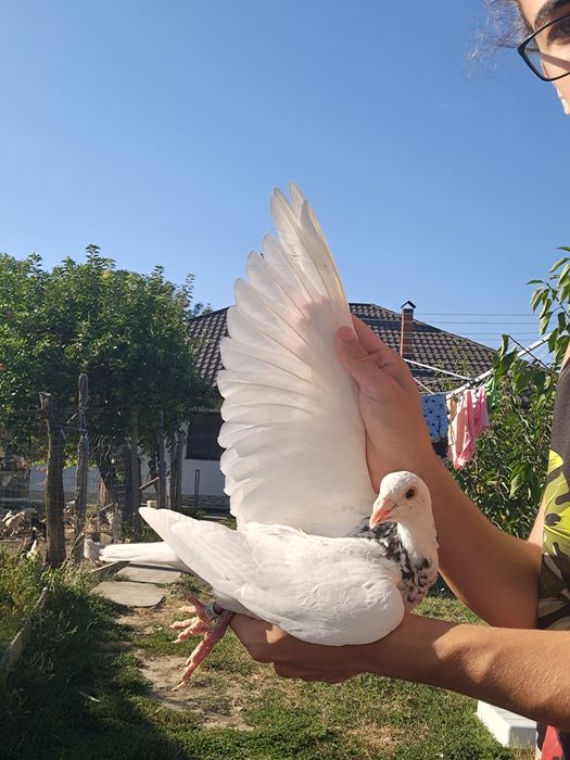 Porumbei Voiajori Masculi