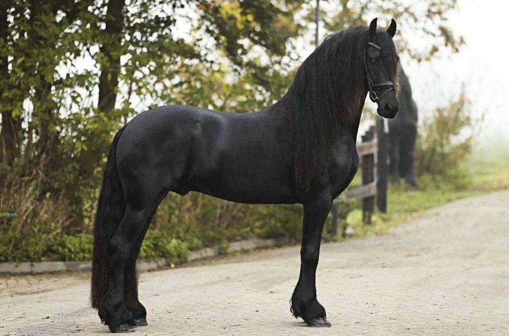 Vand Frizian tanar 5 ani ,cal deosebit, prezenta impresionanta !!