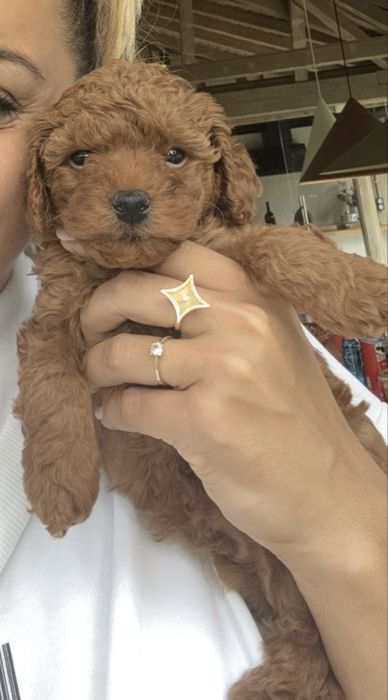 Vand poodle toy cu pedigree