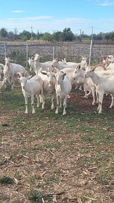 Capre Saanen de vânzare