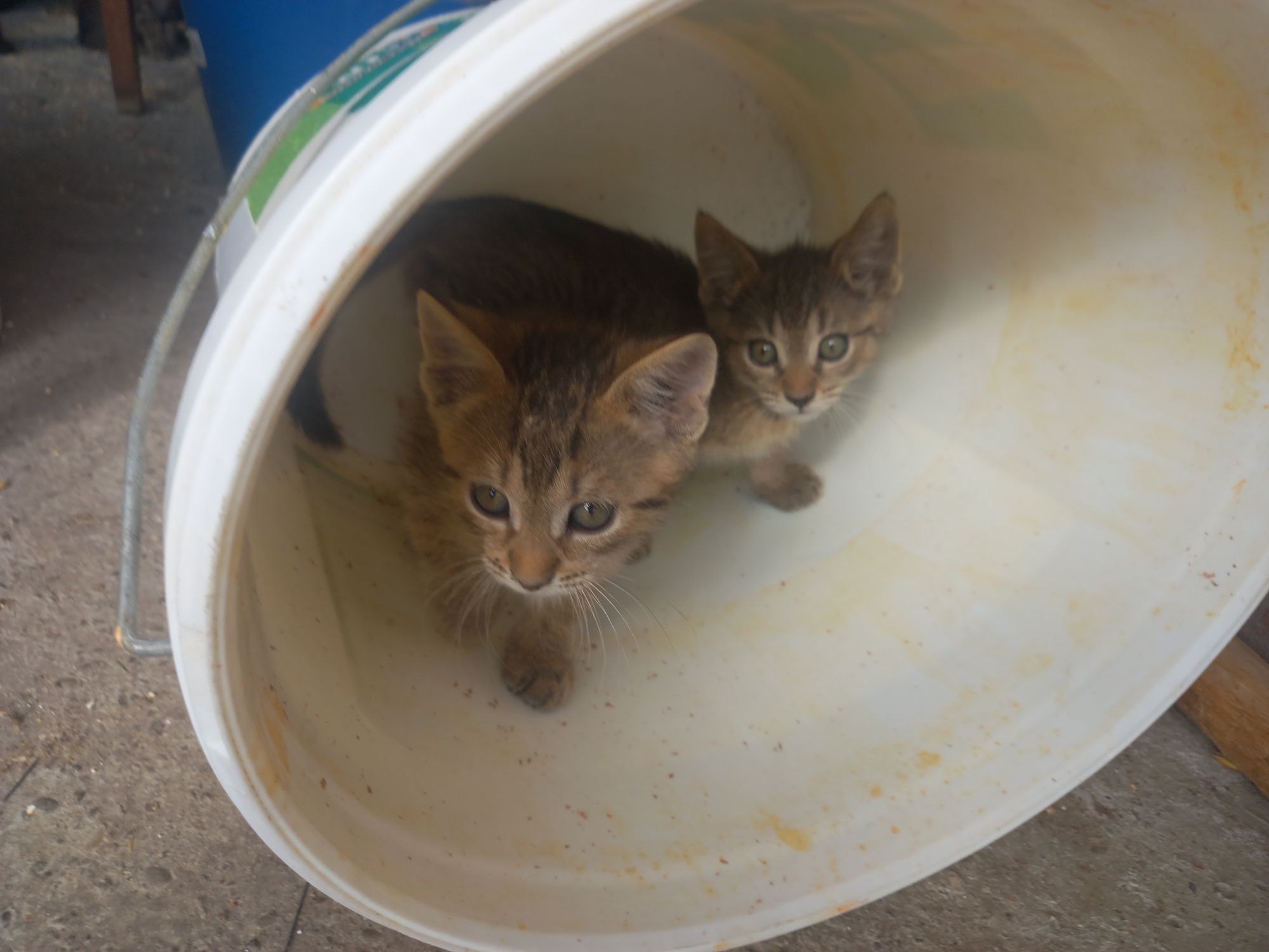Spre adopție 4 pisicute