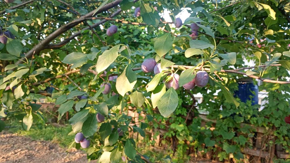 Prune BIO – proaspete, dulci, sănătoase, perfecte pentru consum