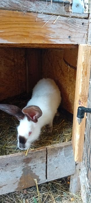 De vânzare uriaș de Transilvania