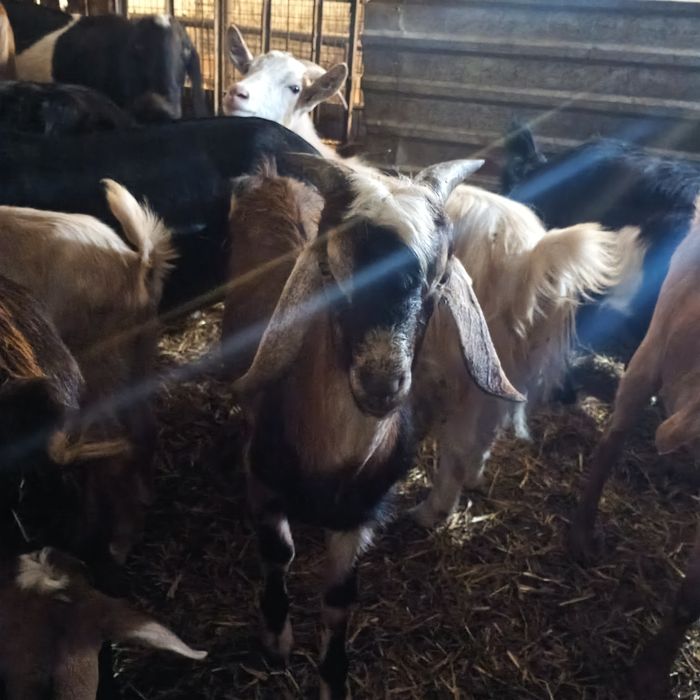 Vând țapi Anglo Nubian