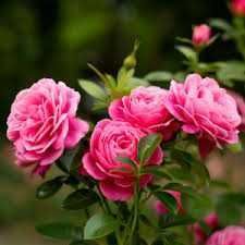 Răsad ( butas) de Trandafir de gradina, soi Gigant, foarte parfumați