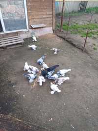 Срочно продаю разных голубей.