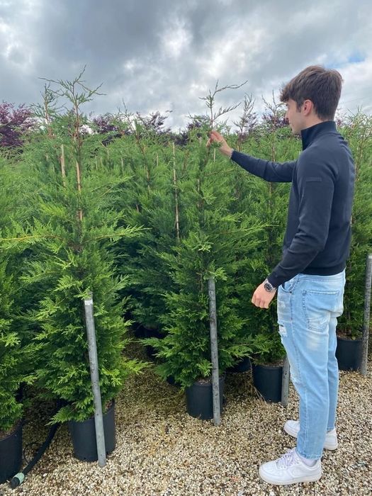 Leylandy verde. Și leylandy gold toate dimensiunile