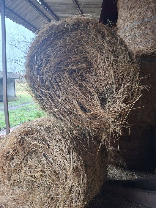 Vind baloti de lucernă .