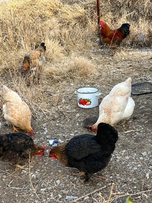 Казакы тауыктар сатылады