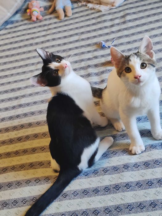 Motănei Superbi pt Adopție Responsabila!