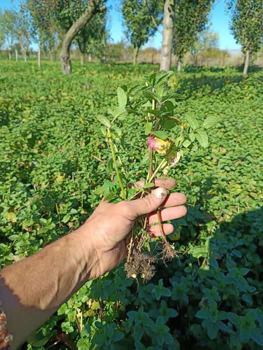 Plante de mentă olandeza