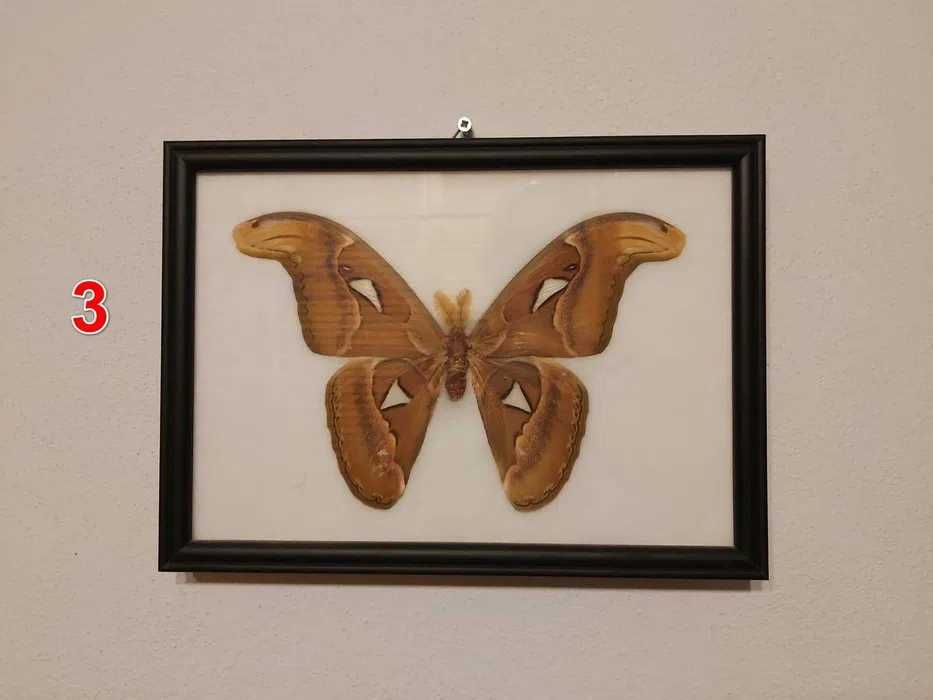 Set 4 tablouri decor cu insecte