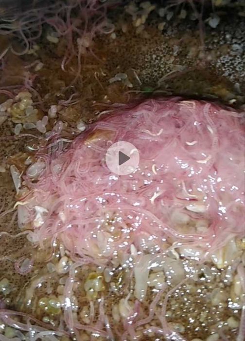 Два вида живых кормов для рыбок