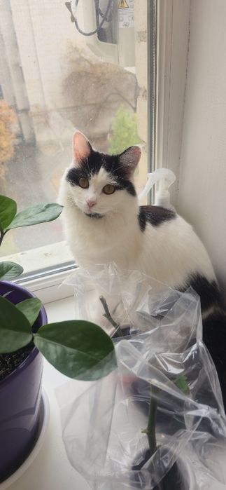 Отдам в добрые руки