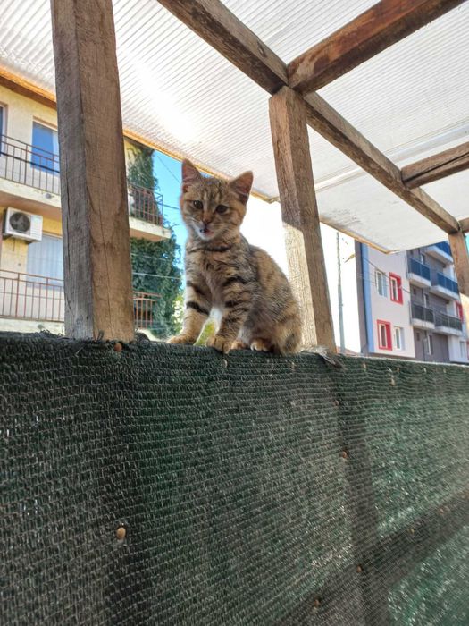 Подарява се женско коте на 2 месеца