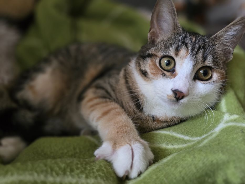 Подарява се тази красавица