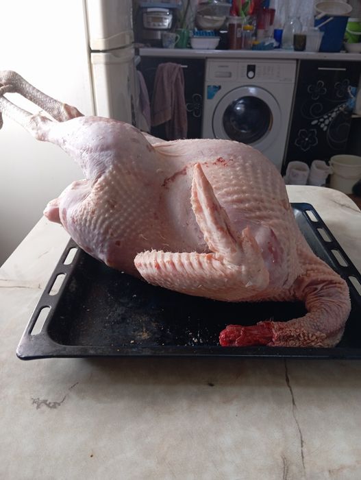 Мясо молодого броллерного индюка