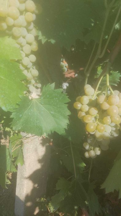 Struguri pentru vin/Nisipuri/2.5lei/kg