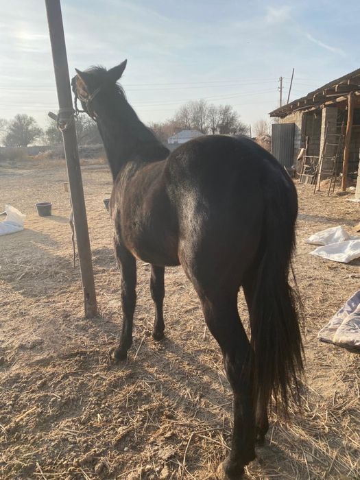 Тай сатыладыыыыы