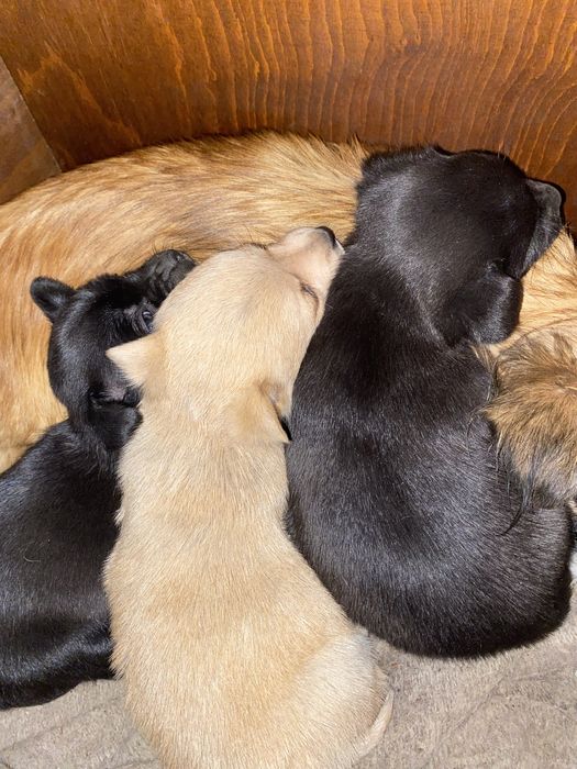 Cățelușe spre adopție