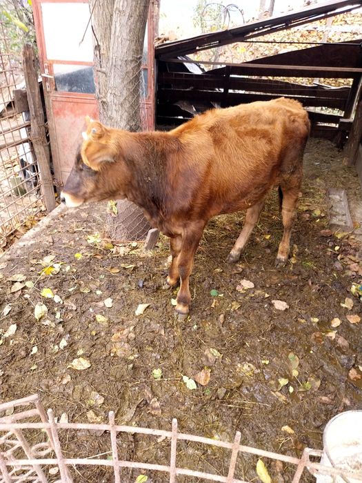 Vând două vițele și un vițăl