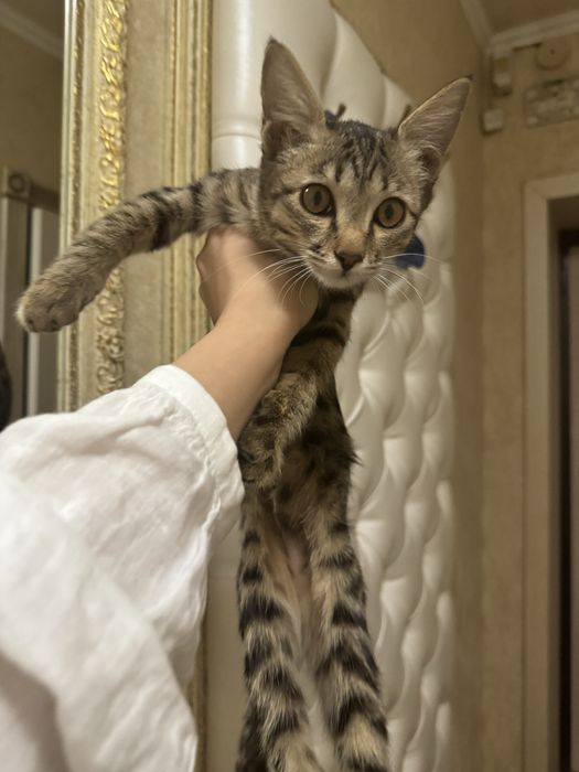 Отдам котенка в хорошие руки