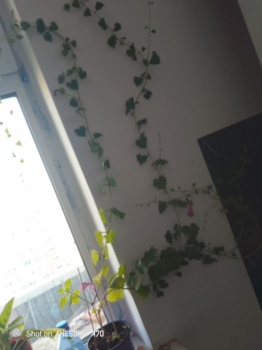 Продам комнатные цветы